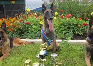 Заканчивается набор на курс канистерапии на базе Кинологического центра ФМБА России